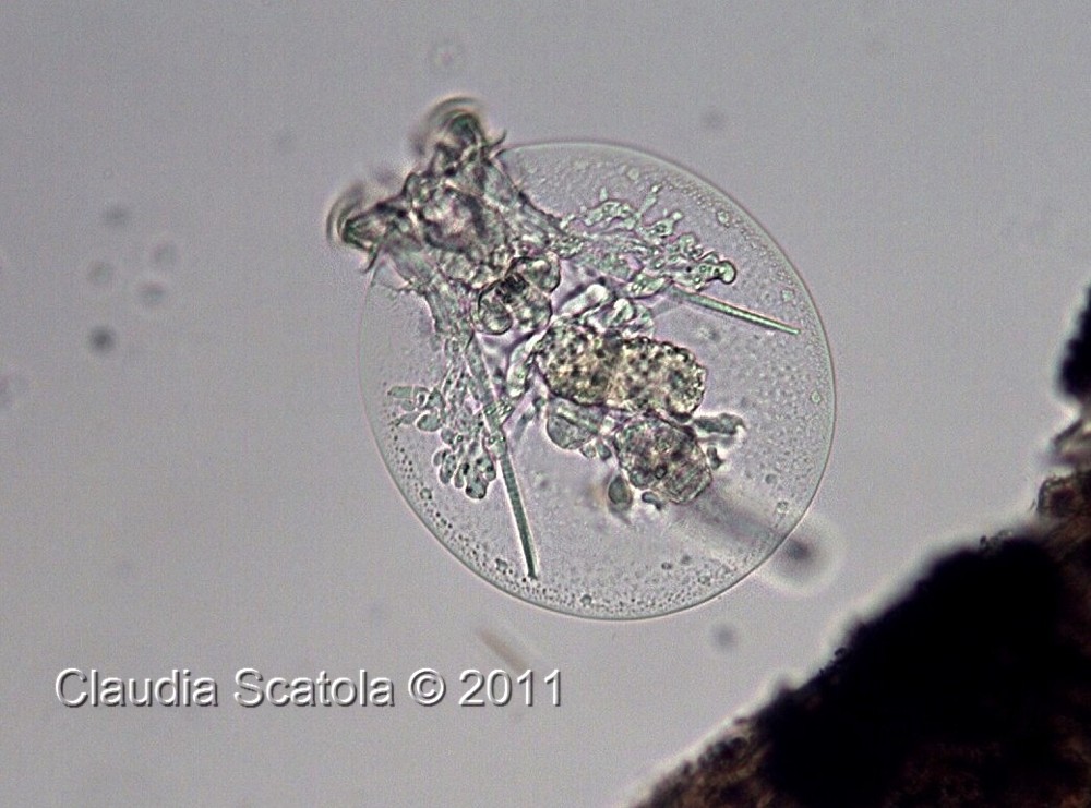 Testudinella sp